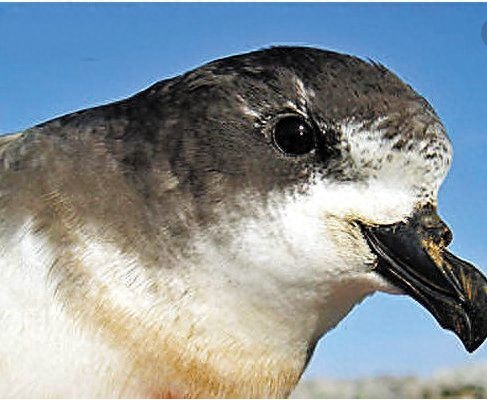 地球上10大堪称奇迹的动物，爱尔兰大鹿死而复生，腔棘鱼再被发现